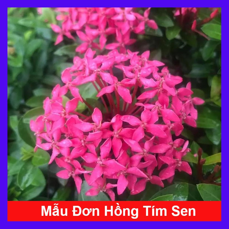 caykiengsadec - Mẫu Đơn Hồng Tím Sen ( bông trang hồng tím sen ) - Cây cảnh sân vườn + tặng phân bón cho cây
