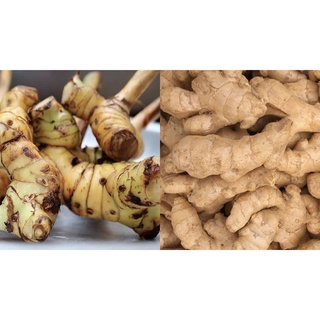 300G RIỀNG CỦ TƯƠI