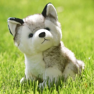 CHÓ BÔNG HUSKY LÔNG MỀM MỊN ĐÁNG YÊU - ĐỒ CHƠI CHO BÉ (CÓ ẢNH THẬT)