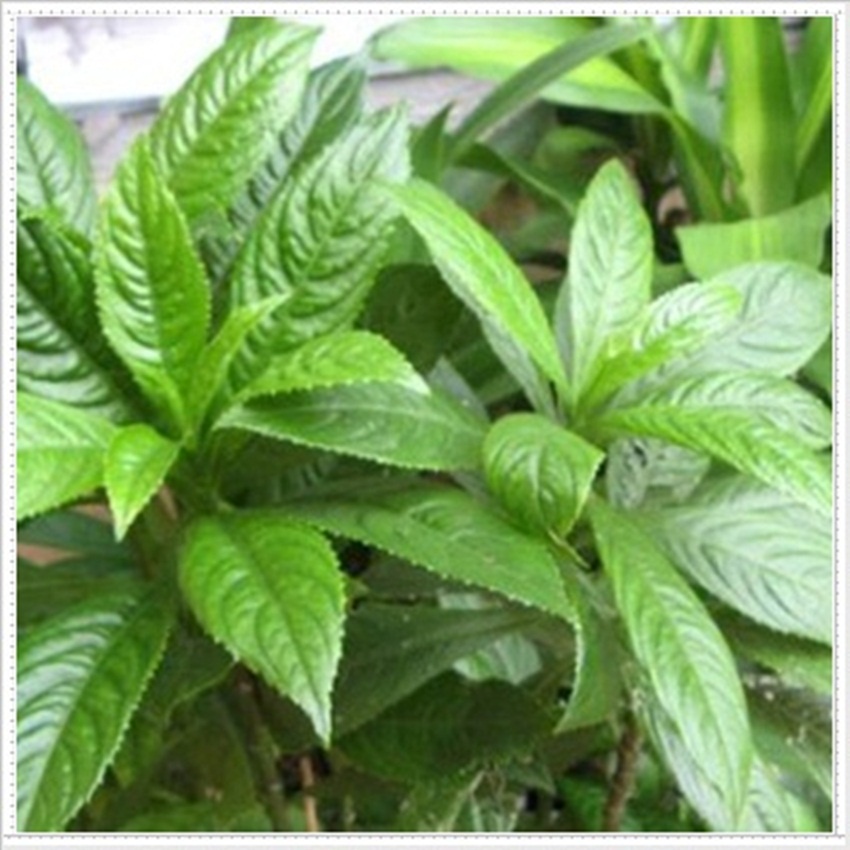 HẠT GIỐNG XƯƠNG SÔNG - Hàng công ty, nảy mầm tốt- Tặng gói bón lá