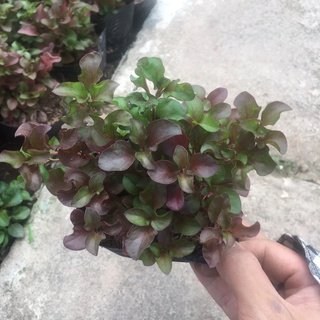 Cây Diệu Đỏ (Điệu Kỷ Đỏ) <HÀNG NHƯ HÌNH>