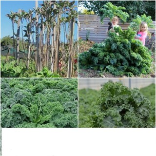 Hạt Giống Rau cải xoăn xanh Kale 20 hạt KHUYẾN MẠI SHOP MỚI HẠ GIÁ SỈ