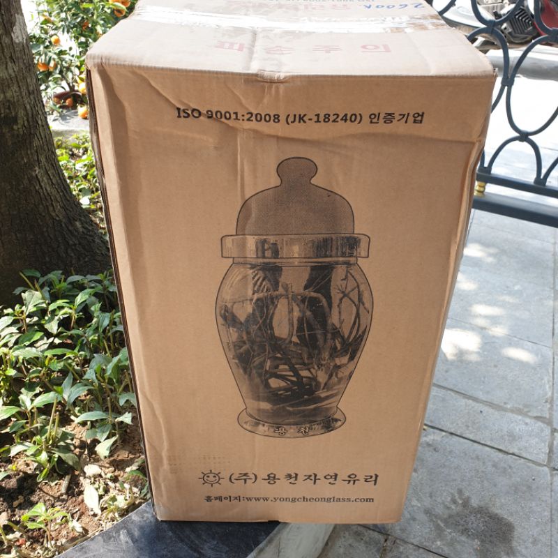 Bình Ngâm Sâm Hàn Quốc Dáng Cao 90cm
