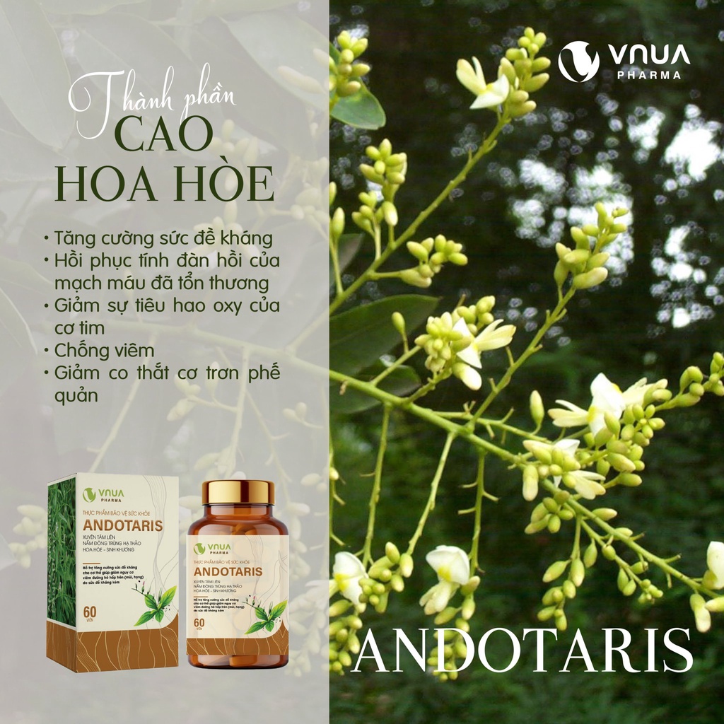 Andotaris VNUA Pharma Viên Uống Tăng Sức Đề Kháng Giảm Nguy Cơ Viêm Đường Hô Hấp, Viên Uống Xuyên Tâm Liên - Hộp 60 Viên