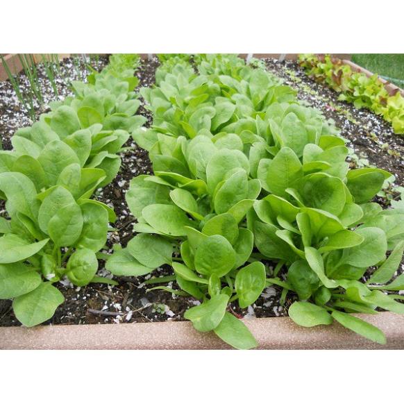 Hạt Giống Cải Bó Xôi Chịu Nhiệt KHUYẾN MẠI TRONG 1 NGÀY