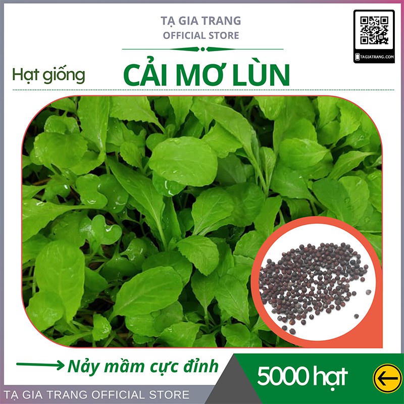 Hạt giống rau cải mơ lùn (cải mơ đăm) - Shop hạt giống Tạ Gia Trang