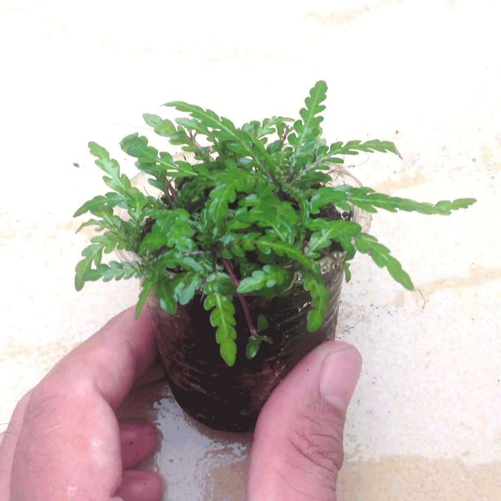 Liễu răng cưa - Cây thủy sinh 1 chậu 4-6 ngọn