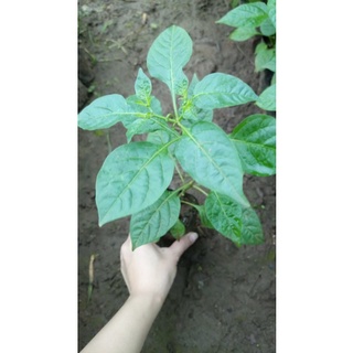 Cây ớt Aij Charapita peru cao 25-30cm.