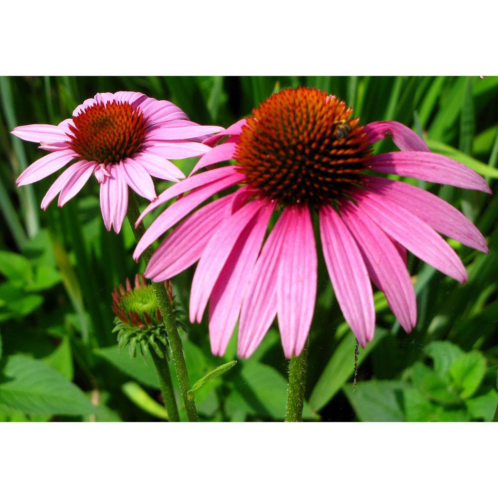 Hạt giống HOA CÚC Trái thông - Gói 1 gram