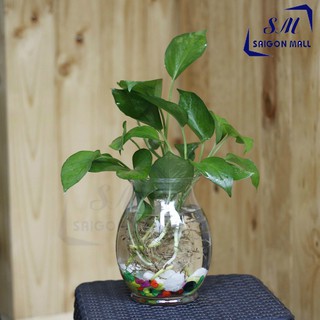 Bình bông lọ hoa dáng BẦU DỤC LỚN (BDL)
