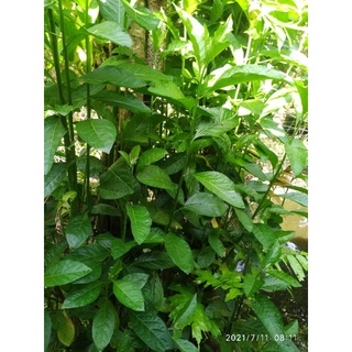 lá mật gấu tươi 500g
