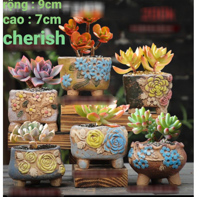 chậu trồng cây hoa lá, trồng cây cảnh sen đá xương rồng
