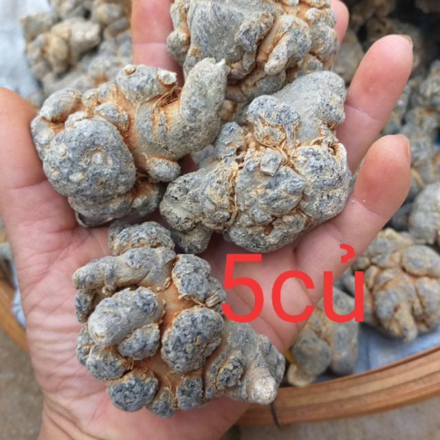 Củ tam thất bắc hàng 50 củ 1kg giá như bán buôn ( đặc sản Hà Giang)