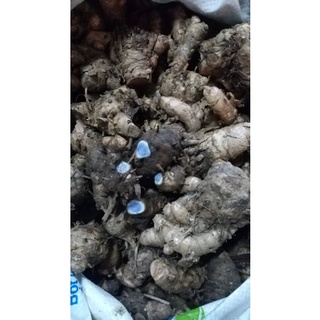 Củ nghệ đen tươi 1kg