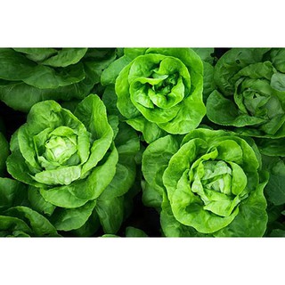 2GR - HẠT GIỐNG XÀ LÁCH BÚP MỠ (ĐĂM)