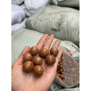 AVMM | Hạt mắc ca macca