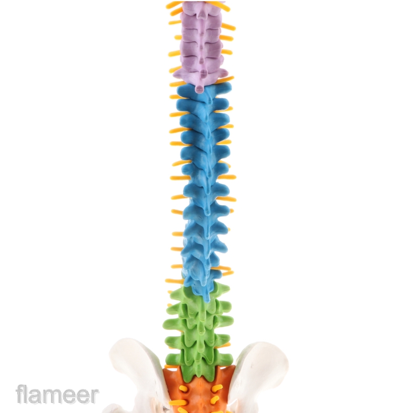 Mô Hình Giải Phẫu Cột Sống Và Xương Chậu Của Con Người Tỉ Lệ 1:1 Dùng Trong Giảng Dạy