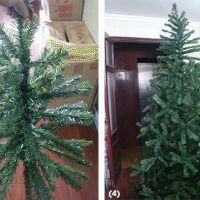 Cây thông noel