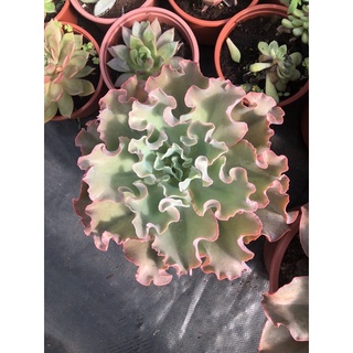 Sen đá Bắp Cải 20-22cm