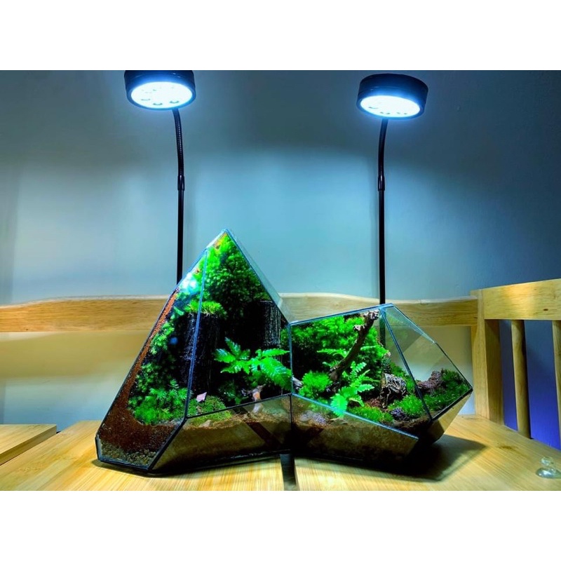 Bể đa giác trang trí bán cạn, terrarium kích thước D32xR24xC27