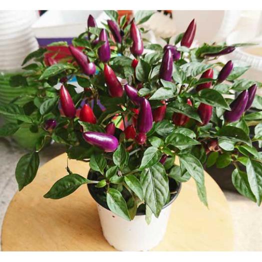 Hạt Giống Ớt Tím  - Giàu Dinh Dưỡng, Năng Suất Cao - MUA 3 TẶNG 1 CÙNG LOẠI