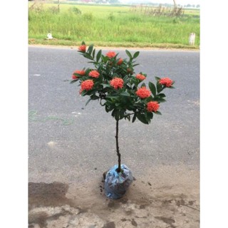 Mẫu đơn ta một thân hoa đỏ đẹp , cây đẹp, giống chuẩn