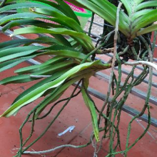 Hoa phong lan đuôi chồn