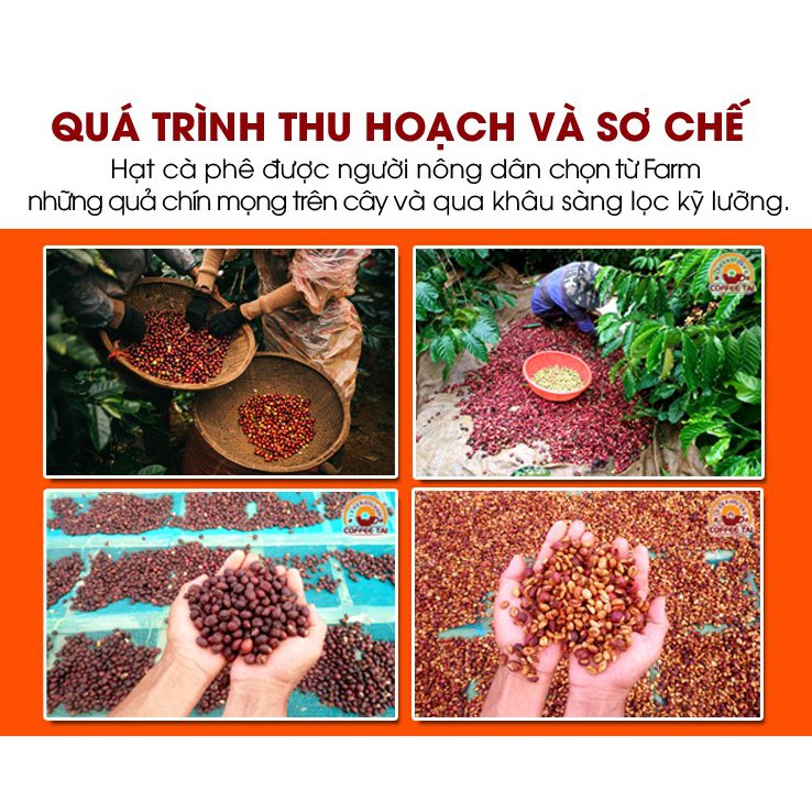 100% Cà Phê Arabica cầu Đất Mộc, Sạch, Rang Xay Nguyên Chất COFFEETAI, Có Cả Bột cà phê Pha Phin và Hạt Cafe Pha Máy