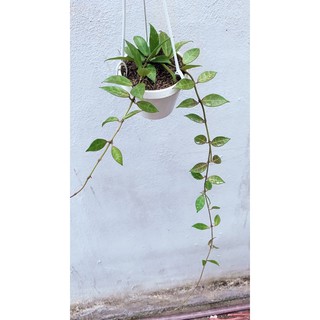 Lan Cẩm Cù Lacunosa