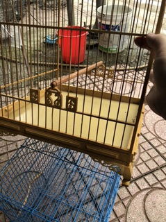 Lồng chào mào Huế (17 nan)