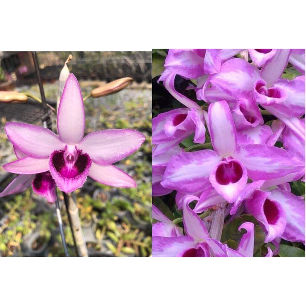 Giã hạc chớp mỹ x dilinh cánh viền