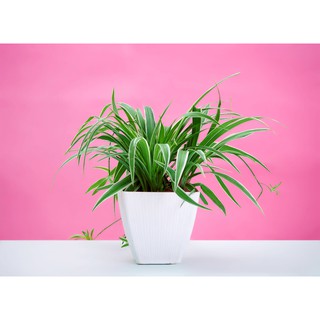 Cỏ lan chỉ ( cây mẫu tử) 10k 3 khom