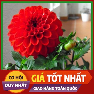 Hạt giống hoa Thược Dược