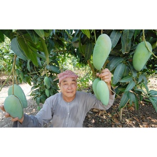 Cây giống xoài tượng [ trái siêu to nặng 0.5 -1 kg ]. [ cây ghép siêu sớm ]. [rẻ hơn hoàn tiền]