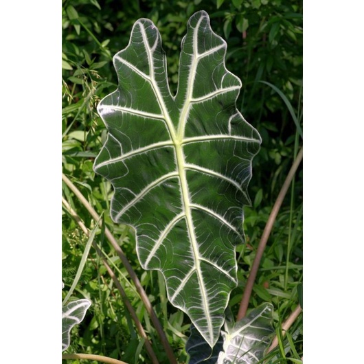 Cây môn quan âm Alocasia Amazonica- size lớn, size lá trên 30cm. Cây đẹp, khoẻ mạnh