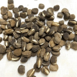 Hạt giống nhân sâm hàn quốc