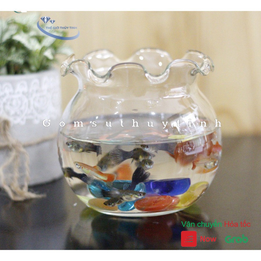 BỂ CÁ THỦY TINH HỒ CÁ CHẬU CÂU MIỆNG BÈO D13CM x 14CM B1