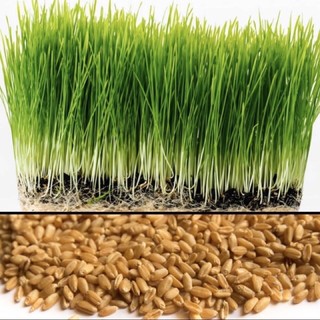 1 GÓI HẠT GIỐNG CỎ LÚA MÌ CHO MÈO
