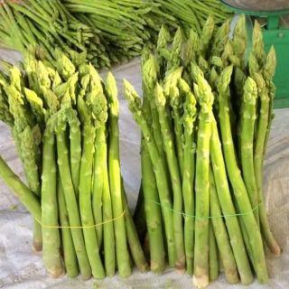 Hạt Giống Măng Tây Xanh + Tím( Hàng Nhập khẩu )