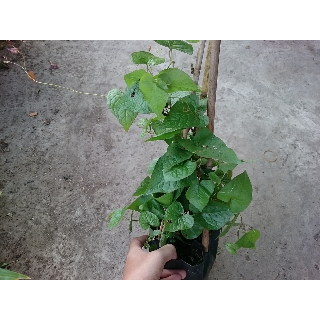 Cây hoa tigon - cây cảnh sân vườn - caykiengsadec