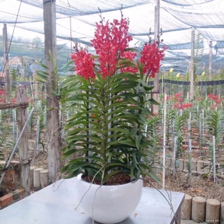 Lan mokara cây cao 70cm ( trồng có hoa liền)
