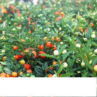 Hạt Giống Ớt Trái Tròn 0.2gr