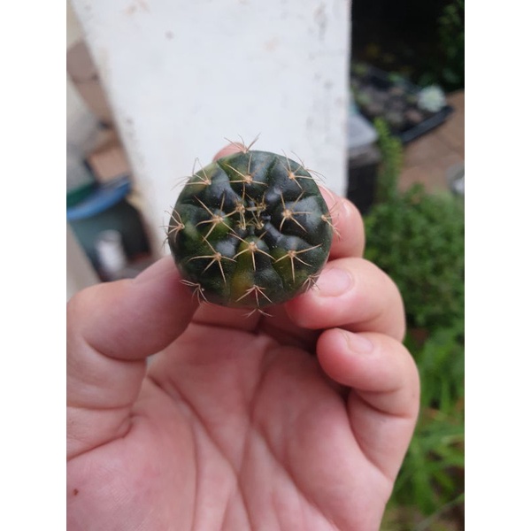 Xương rồng Damsi lem size 3cm