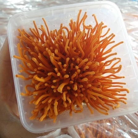 Đông trùng hạ thảo TAYBACXANH hộp 25g sấy thăng hoa đạt tiêu chuẩn của Viện Hàn Lâm và Khoa Học Công Nghệ VN