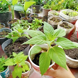 3 cây hoa mồng gà màu như hình