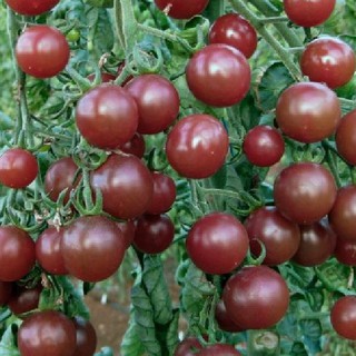 Hạt giống cà chua bi socola - Gói 30 Hạt - STHG2
