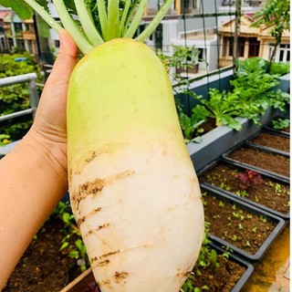 [Hạt giống Hàn Quốc] Hạt giống củ cải Hàn Quốc muối kimchi siêu ngon, nảy mầm cực đỉnh