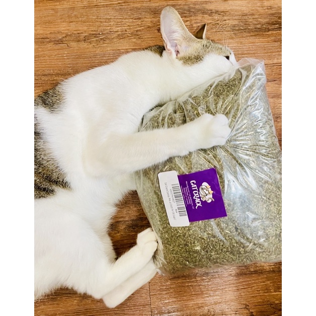 Catnip phê pha cho mèo