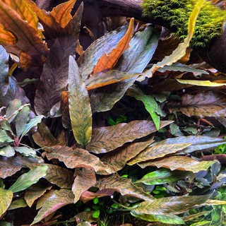 1 cây Tiêu Thảo nâu (Cryptocoryne undulata)