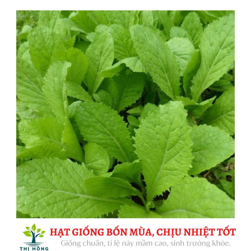 Hạt giống cải bẹ vàng 20g( lá to, màu vàng nhạt, mềm)